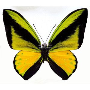 ORNITHOPTERA GOLLIAT JOYSEI